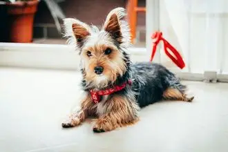 Hundeschule Vorpommern