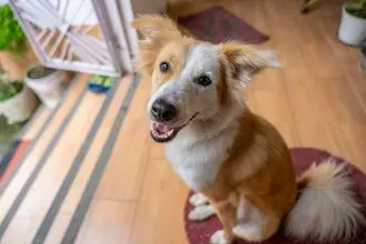 Hundeschule Waghäusel