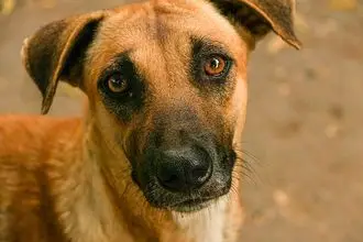Hundeschule Wahlstedt