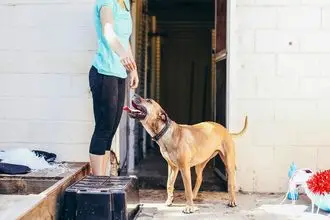 Hundeschule Waidhofen an der Thaya