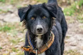 Hundeschule Waldbröl