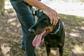 Hundeschule Waldsassen
