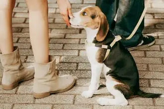 Hundeschule Wallis