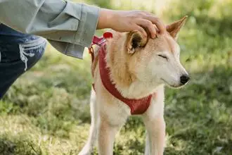 Hundeschule Wanfried