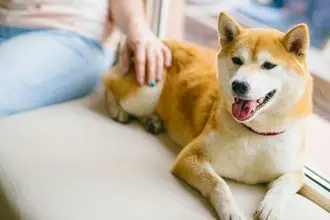 Hundeschule Wehr