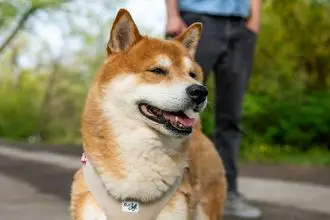 Hundeschule Weilheim an der Teck