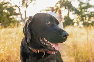 Hundeschule Weimarer Land