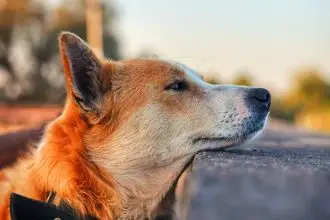 Hundeschule Weinfelden