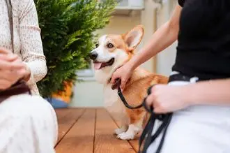 Hundeschule Weißenthurm