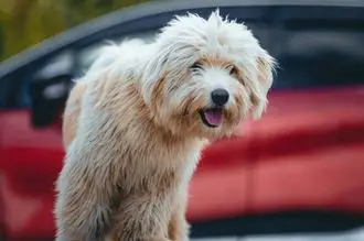 Hundeschule Weiz