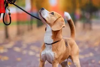 Hundeschule Wemding