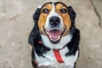 Hundeschule Werl