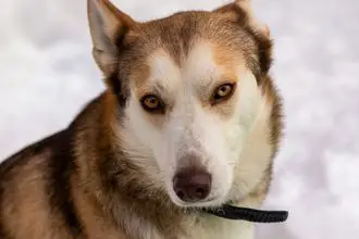 Hundeschule Werlte