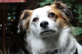 Hundeschule Wilhelmshaven