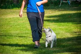 Hundeschule Wittenberge