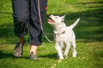 Hundeschule Wittenburg