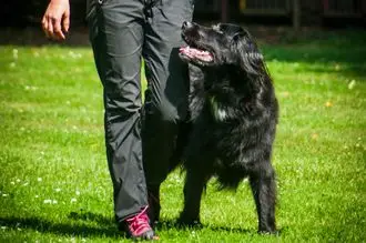 Hundeschule Wittichenau