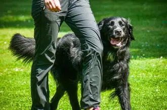 Hundeschule Wittingen