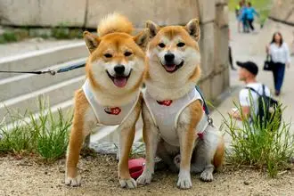 Hundeschule Wohlen