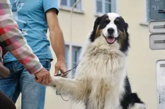Hundeschule Wolkenstein