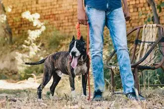 Hundeschule Worb