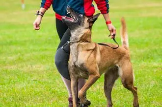 Hundeschule Zschopau
