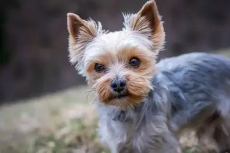 Hundeschule Zwiesel
